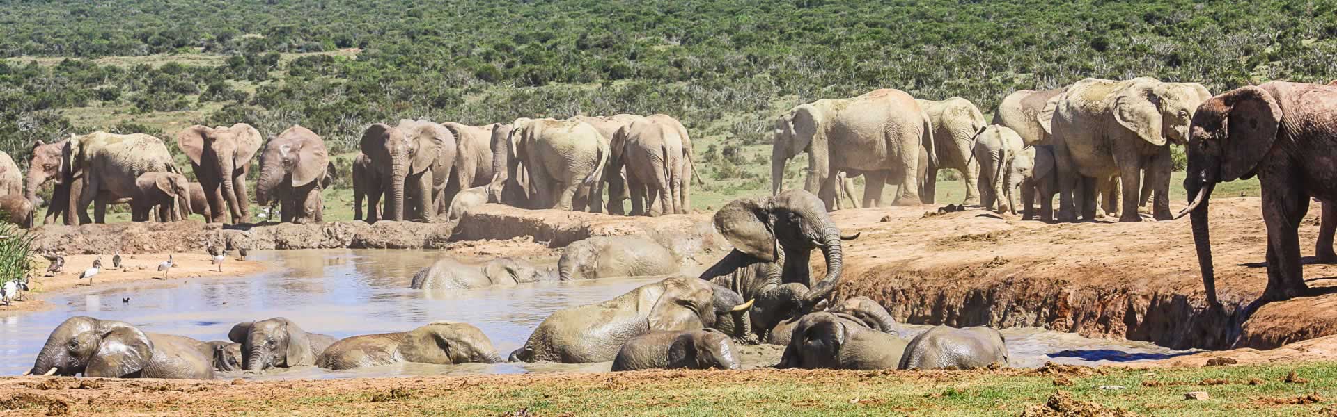 Large group of Elephant in the Addo Elephant National Park
